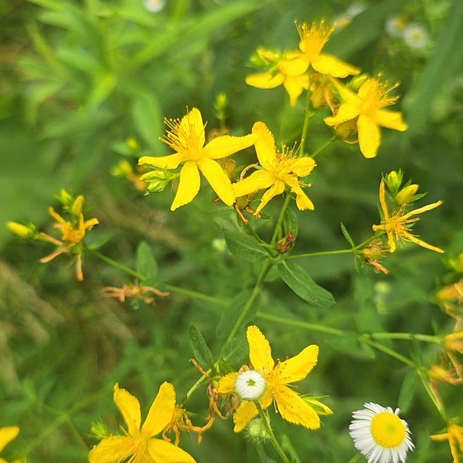 Photo of the plant species Common St. John's Wort by @NoblePegaropa named Marilyn on Greg, the plant care app