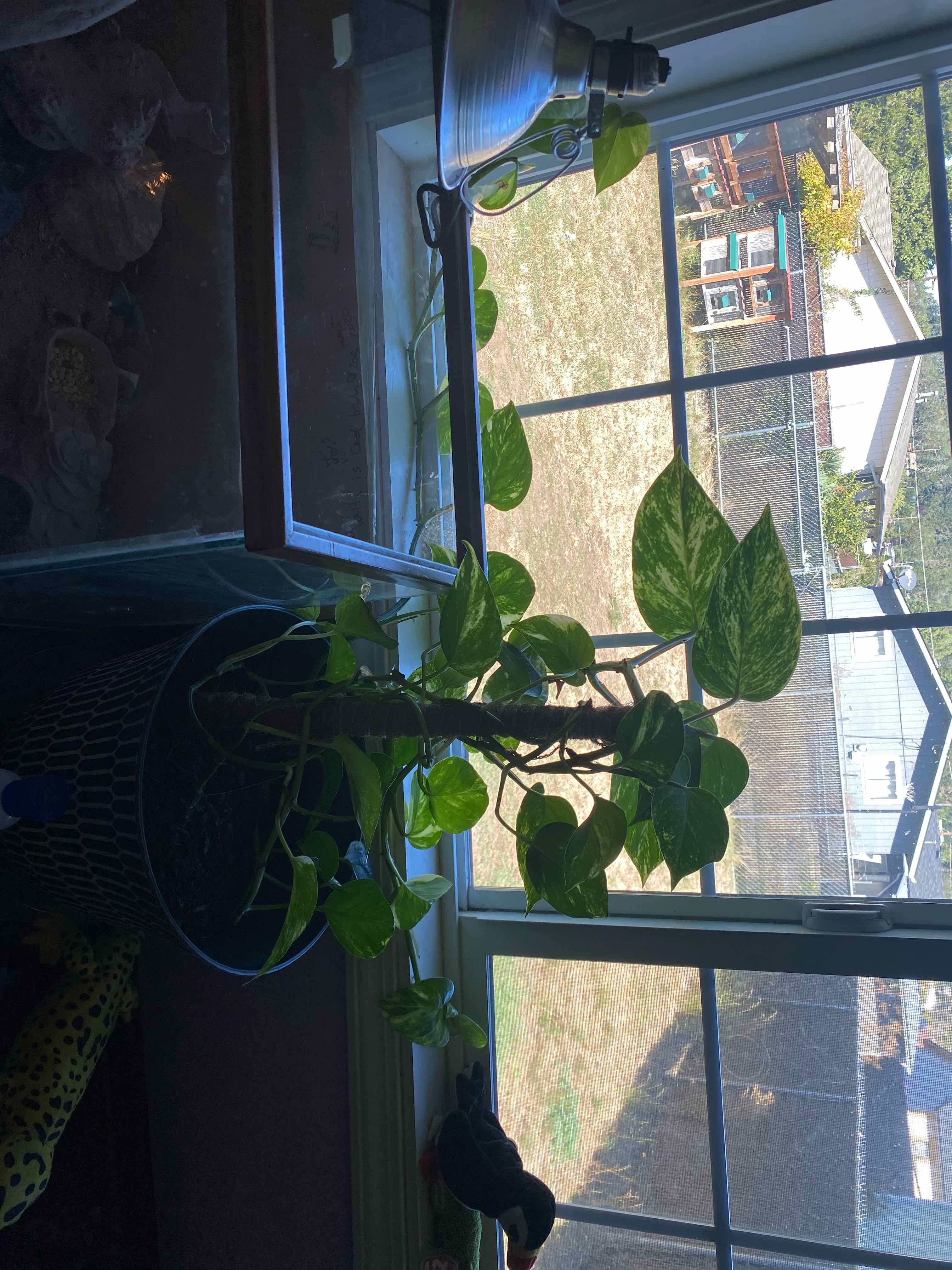Leaf Erickson