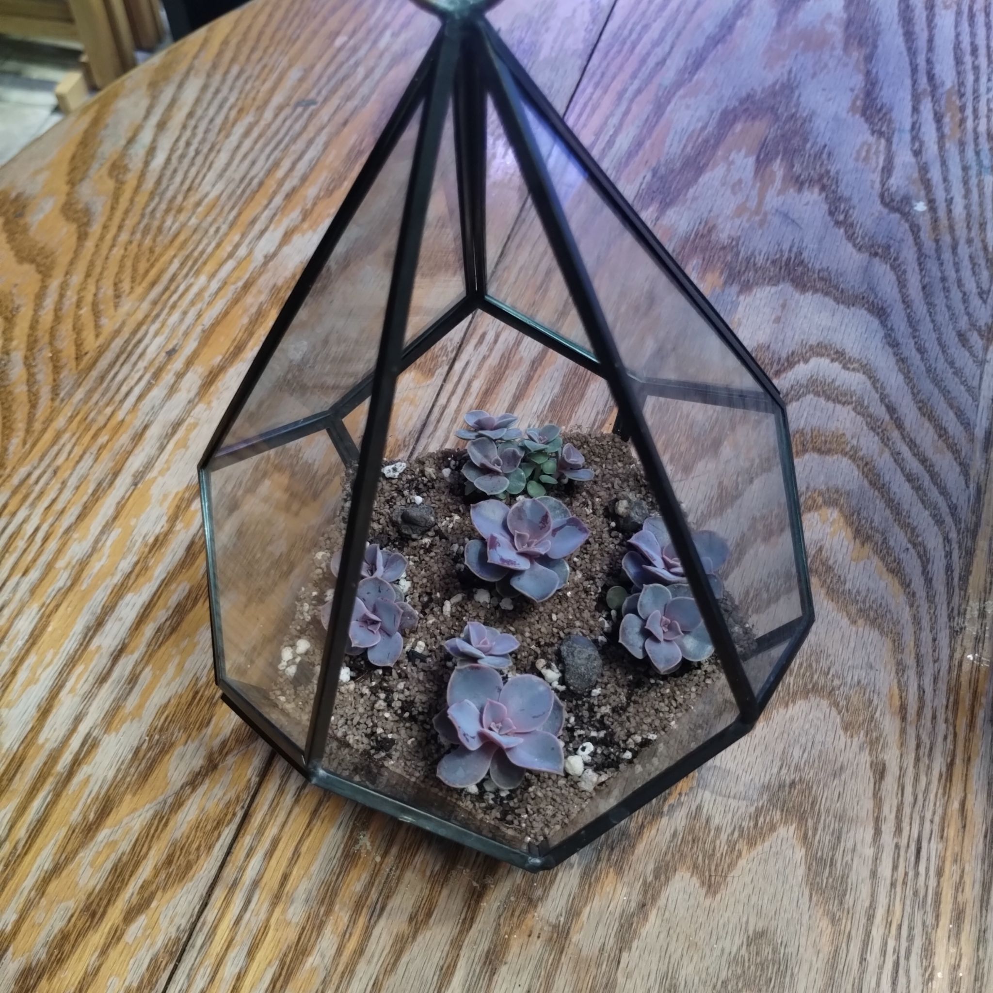 San Gabriel River Dudleya in a geometric glass terrarium on a wooden surface.
