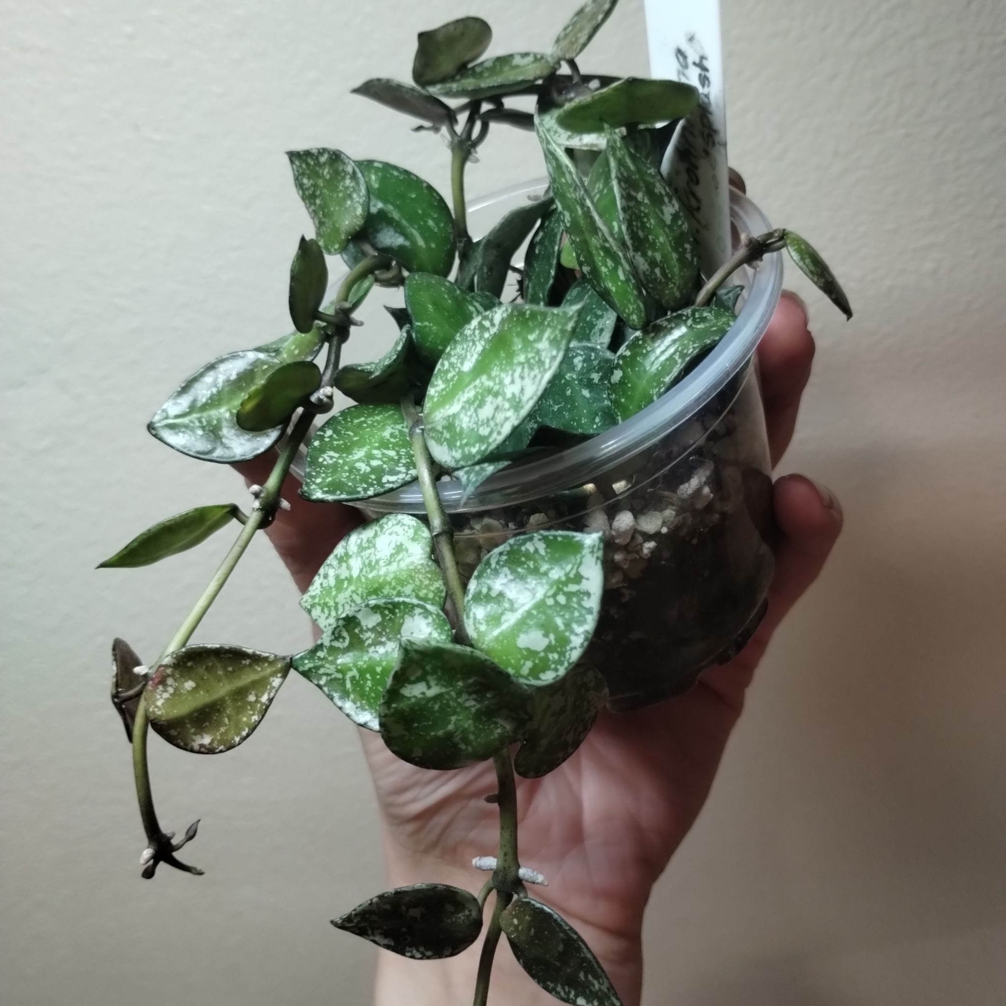 Super Silver Hoyaa Krohniana plant in a clear plastic pot held by a hand.