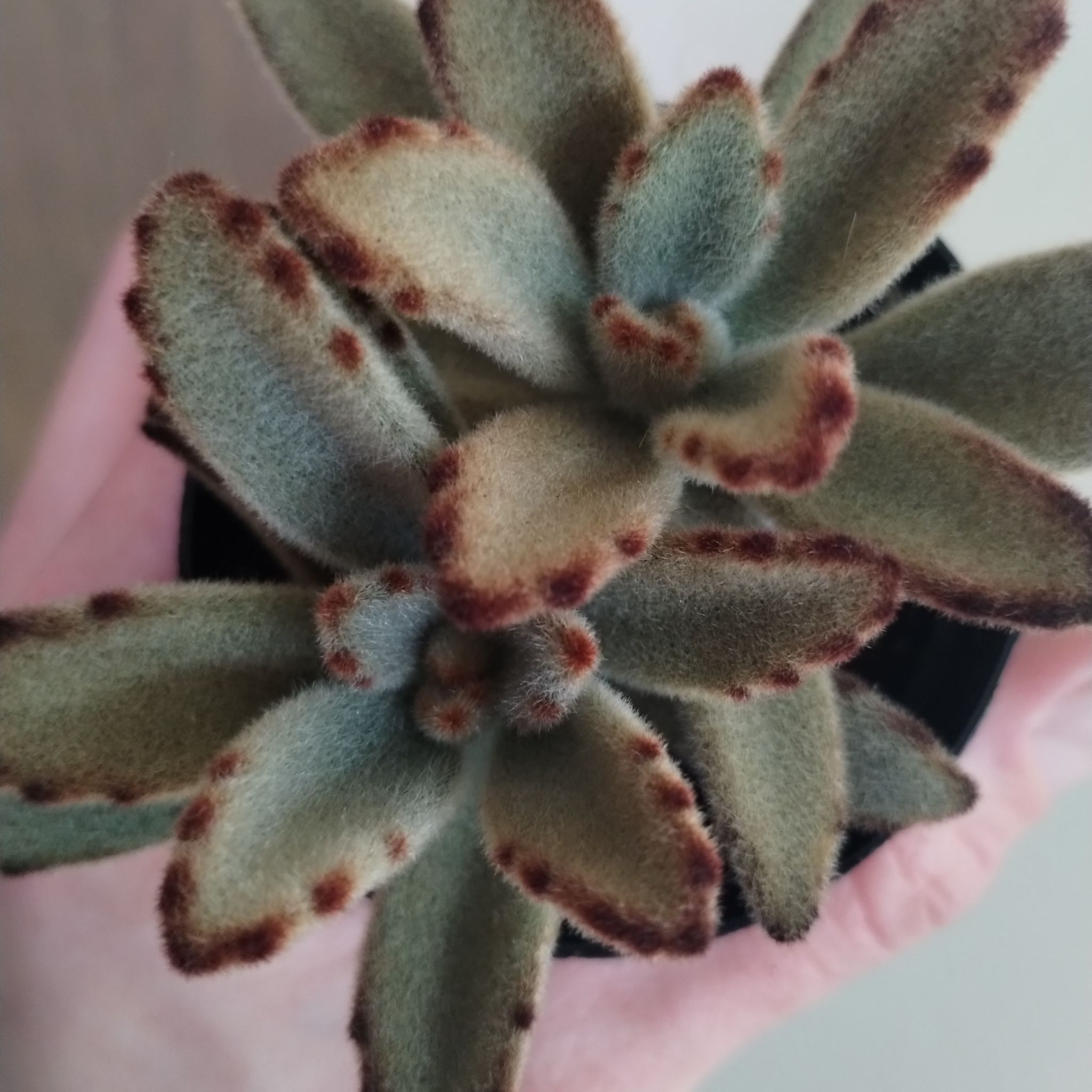 Photo of the plant species Chocolate Soldier by @SherryBerry named Kitty on Greg, the plant care app