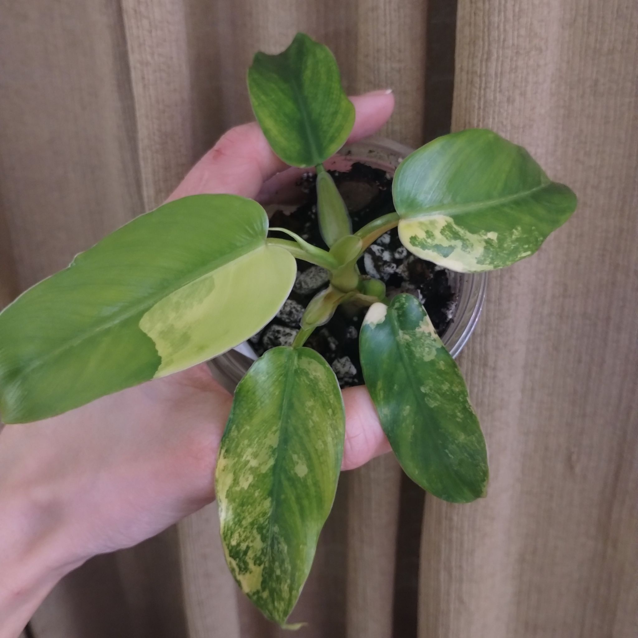 Variegated Philodendron plant with visible yellowing and browning leaves, held by a hand.
