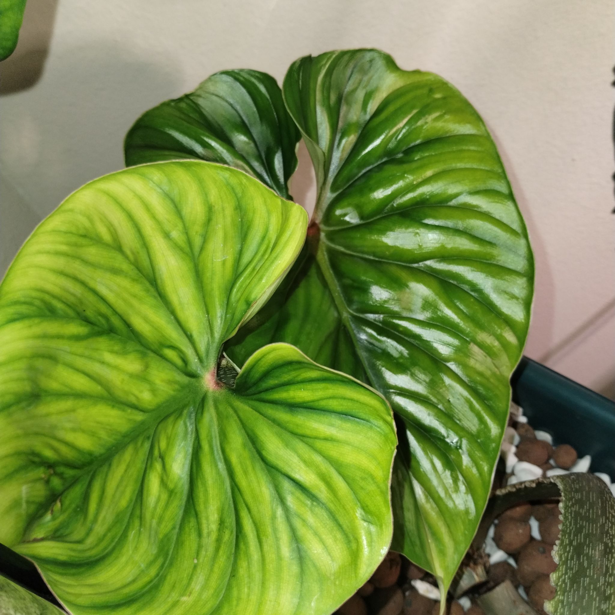 Philodendron plowmanii with large, glossy, heart-shaped leaves. Plant appears healthy.