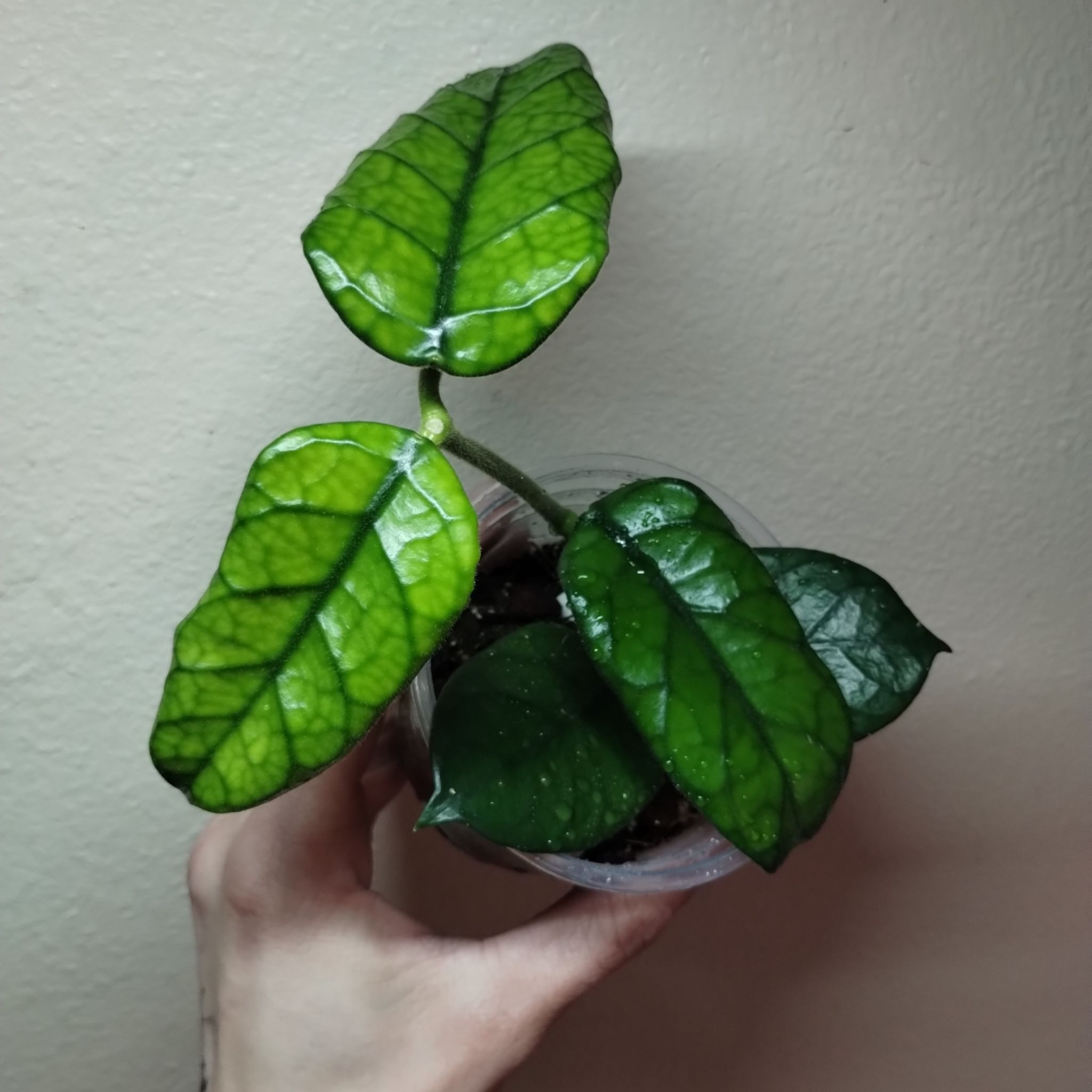 Porcelain Flower plant with glossy green leaves in a transparent container, held by a hand.
