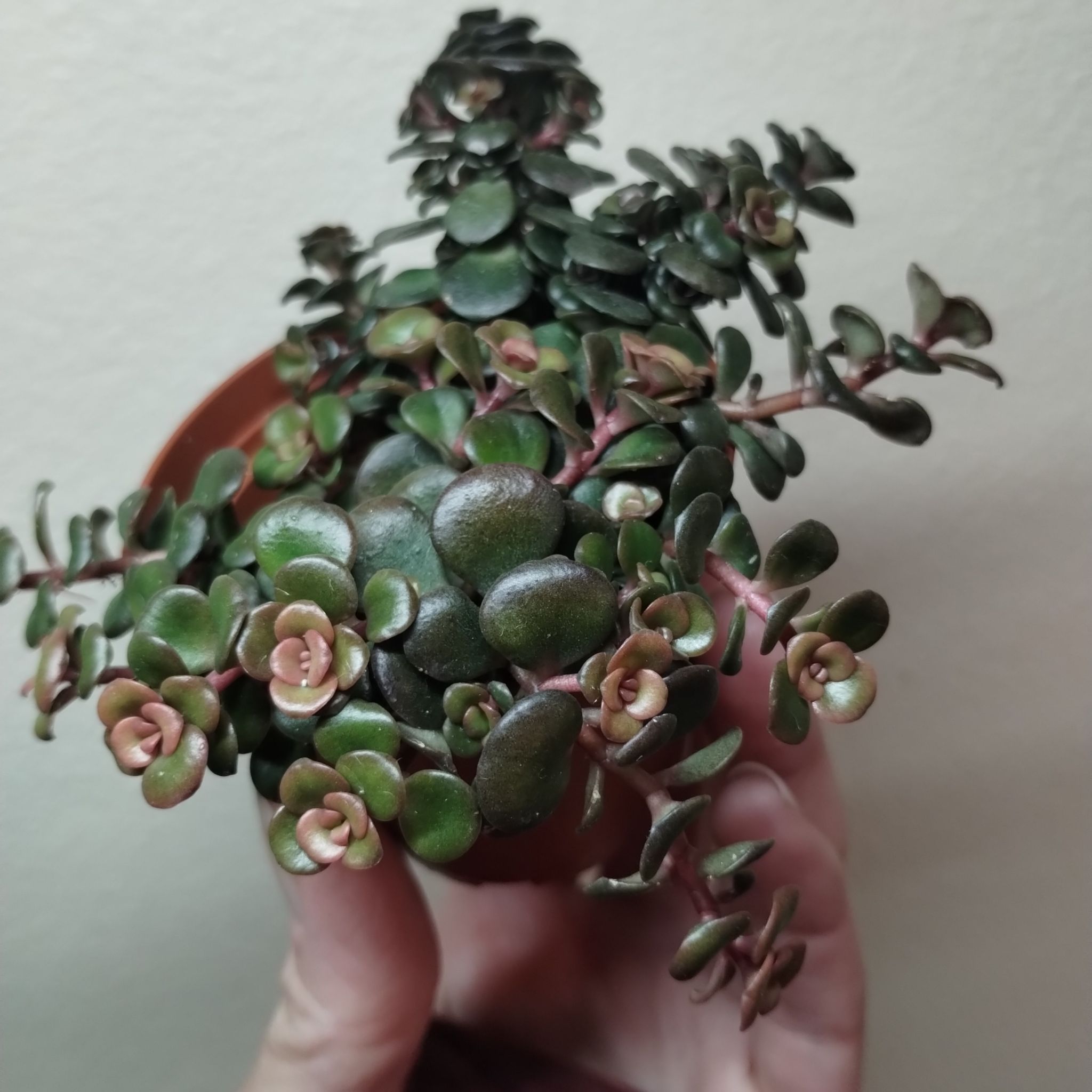 Japanese stonecrop plant with healthy green and reddish leaves, held by a hand.