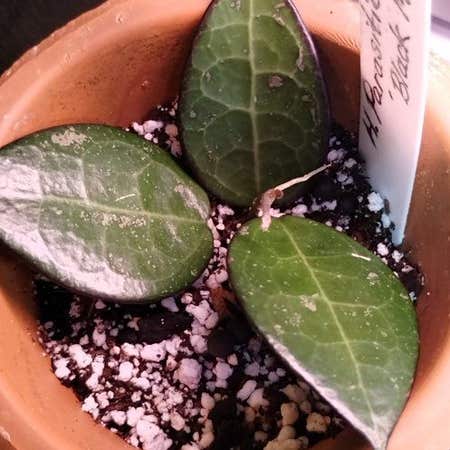 Photo of the plant species Black Margin Hoya Parasitica by @SherryBerry named Aristotle on Greg, the plant care app