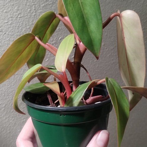 Photo of the plant species Philodendron 'Emerald Red' by @SherryBerry named Mollie on Greg, the plant care app