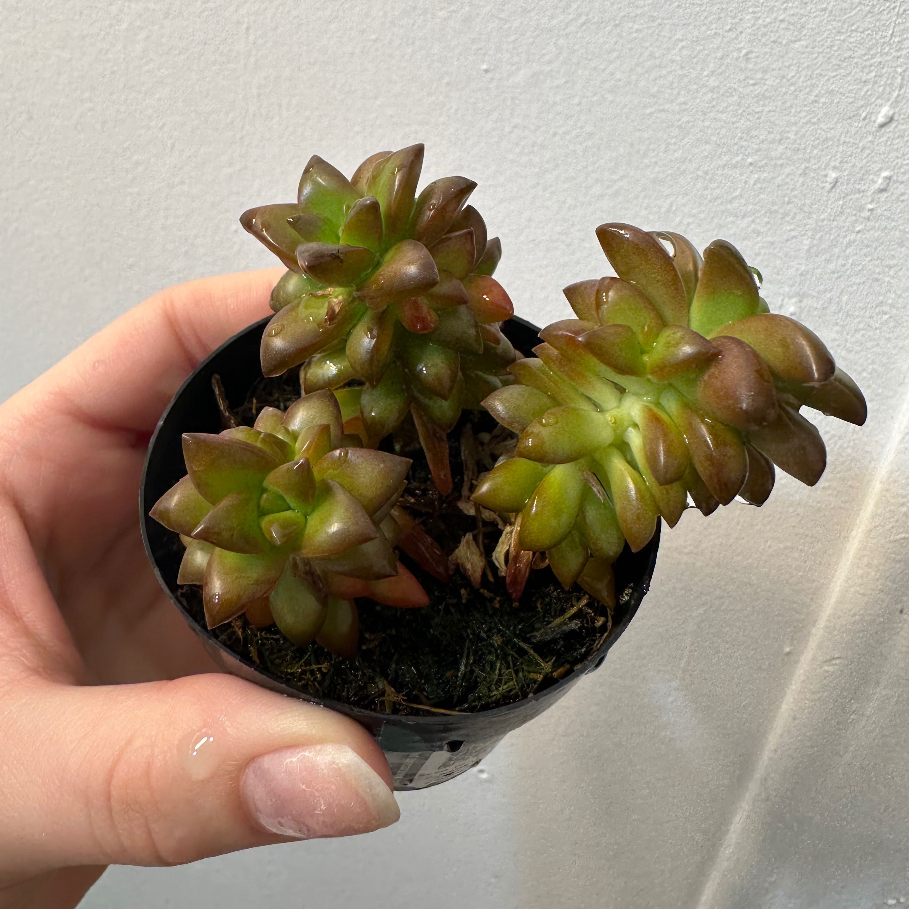 Potted Sedum adolphi 'Shooting Stars' plant held by a hand, showing healthy green and brown leaves.