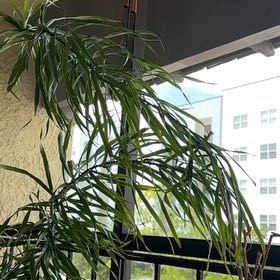 Photo of the plant species Yellow Oleander by @LoyalLemonbalm named Peter Parker on Greg, the plant care app