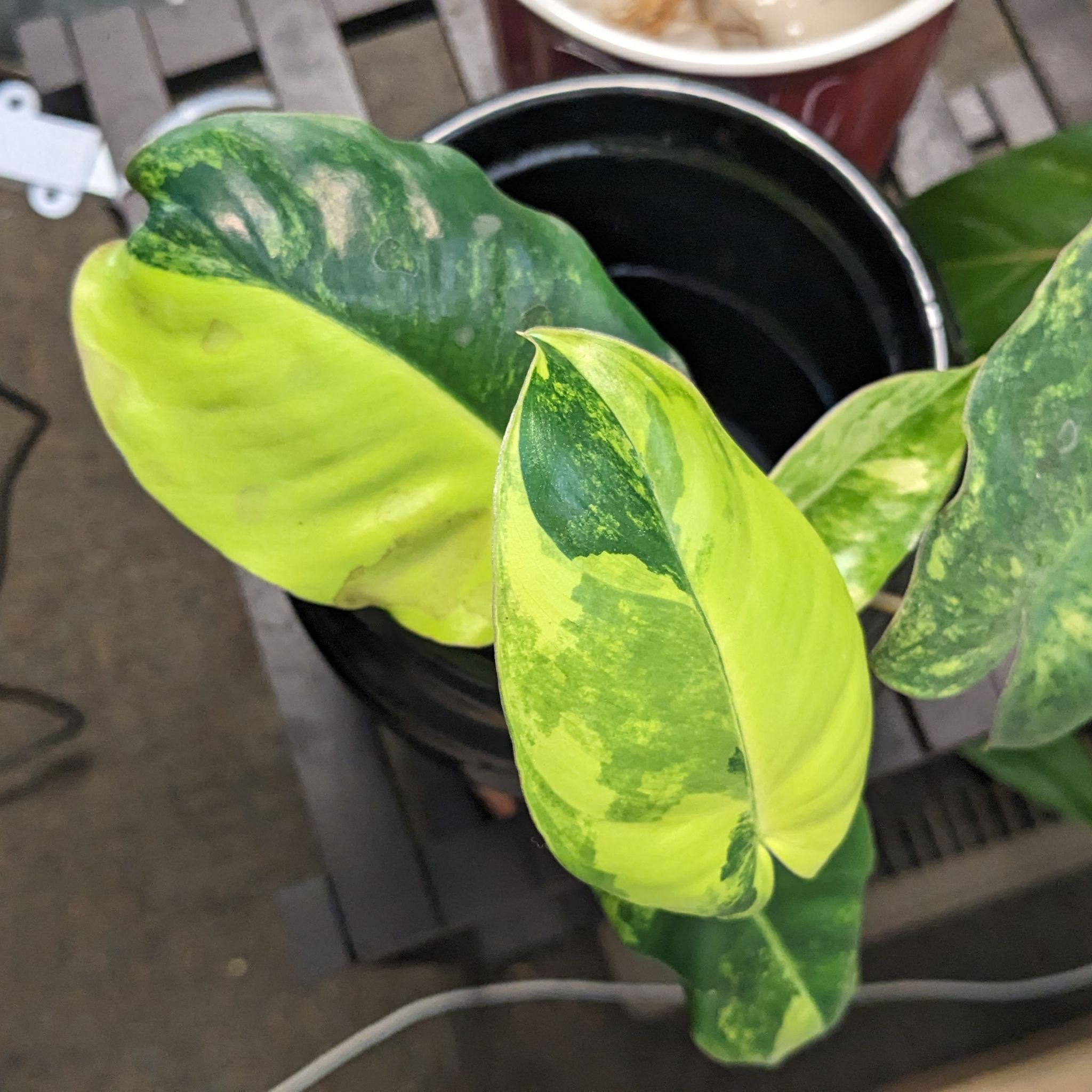 Philodendron Burle Marx plant with variegated leaves showing yellowing and browning.