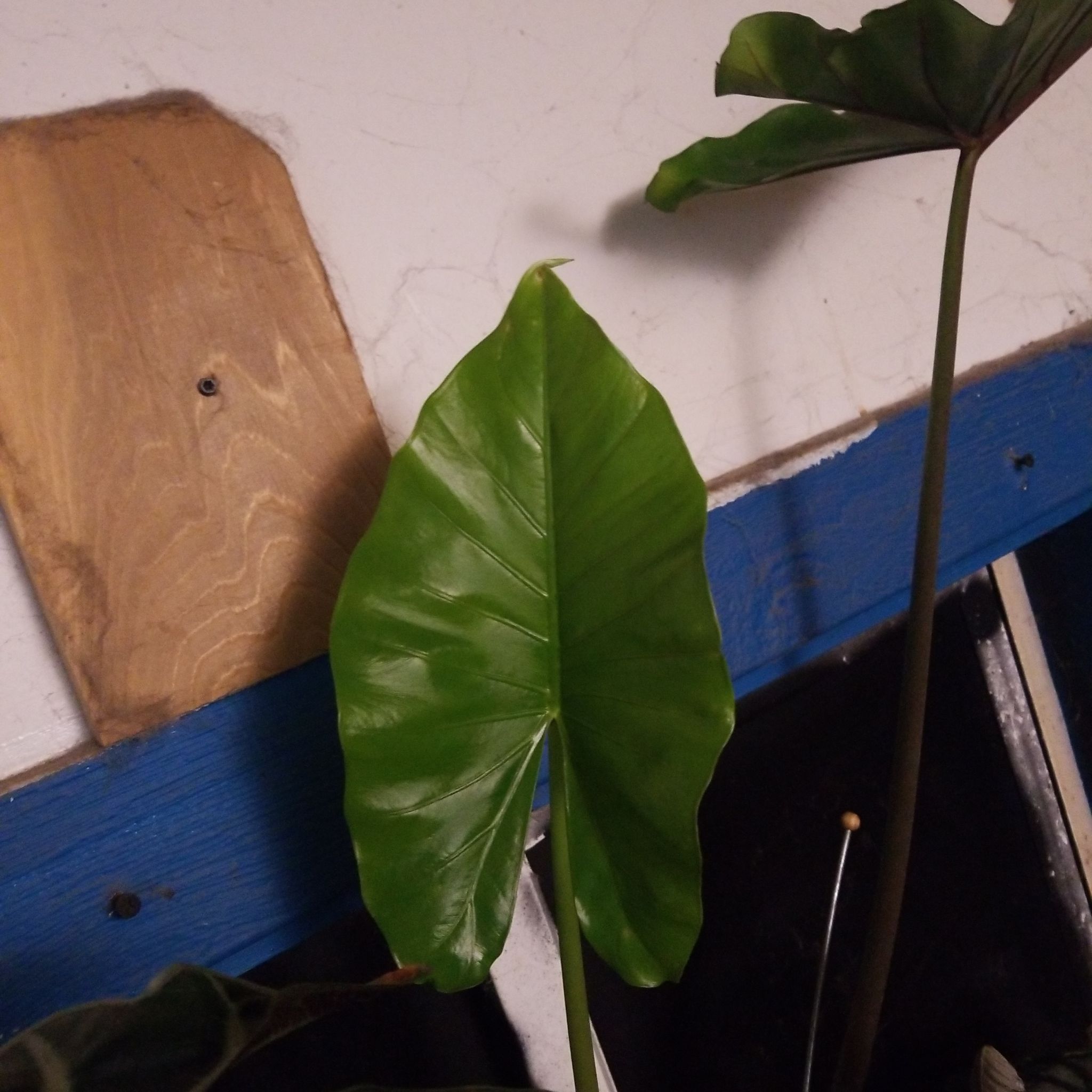 Photo of the plant species Alocacia Fornicata by @RootFurious named Maya on Greg, the plant care app