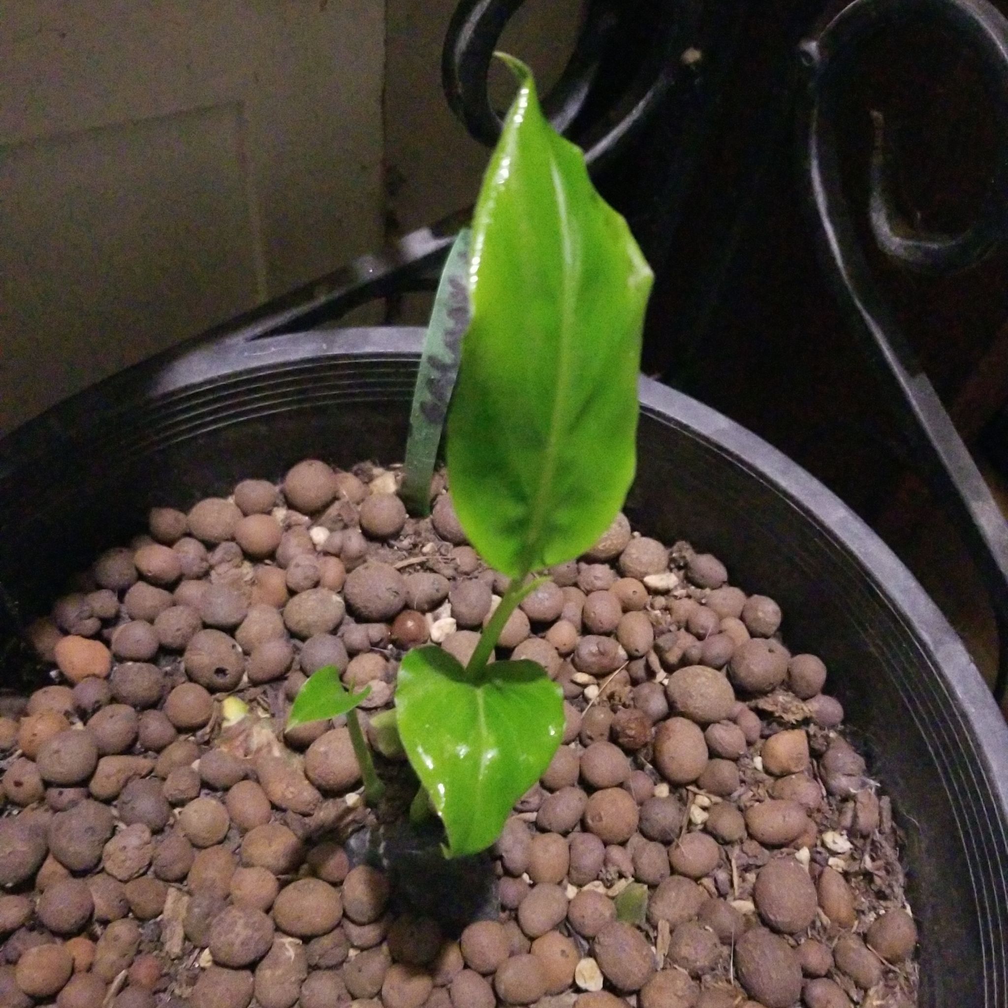 Photo of the plant species Aromatic Ginger by @RootFurious named Galangal on Greg, the plant care app