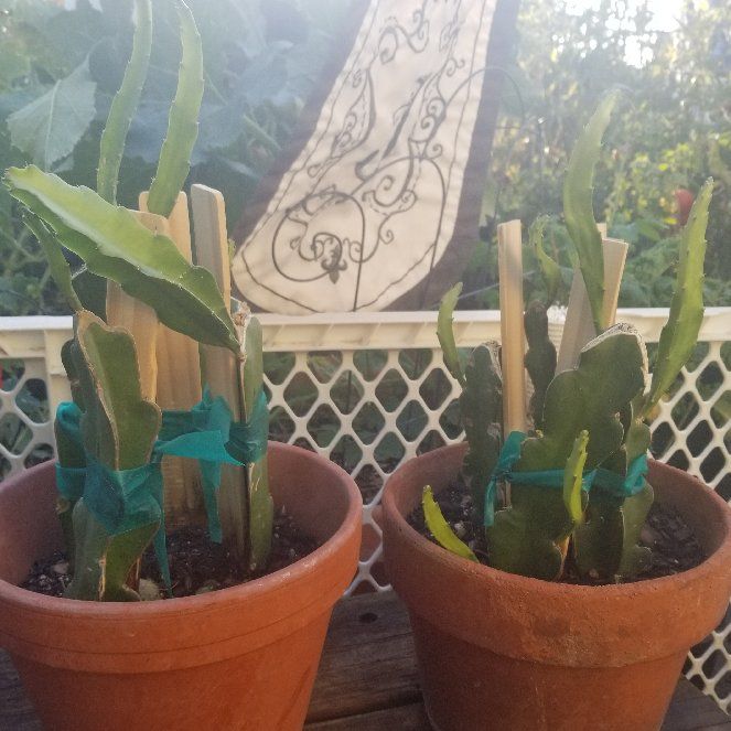 Photo of the plant species Dragon Fruit by @RootFurious named Adalinda and Chusi on Greg, the plant care app