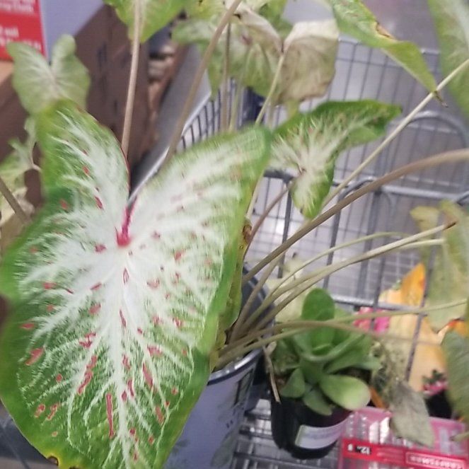 Photo of the plant species Heart and Soul Caladium by @RootFurious named Marley on Greg, the plant care app