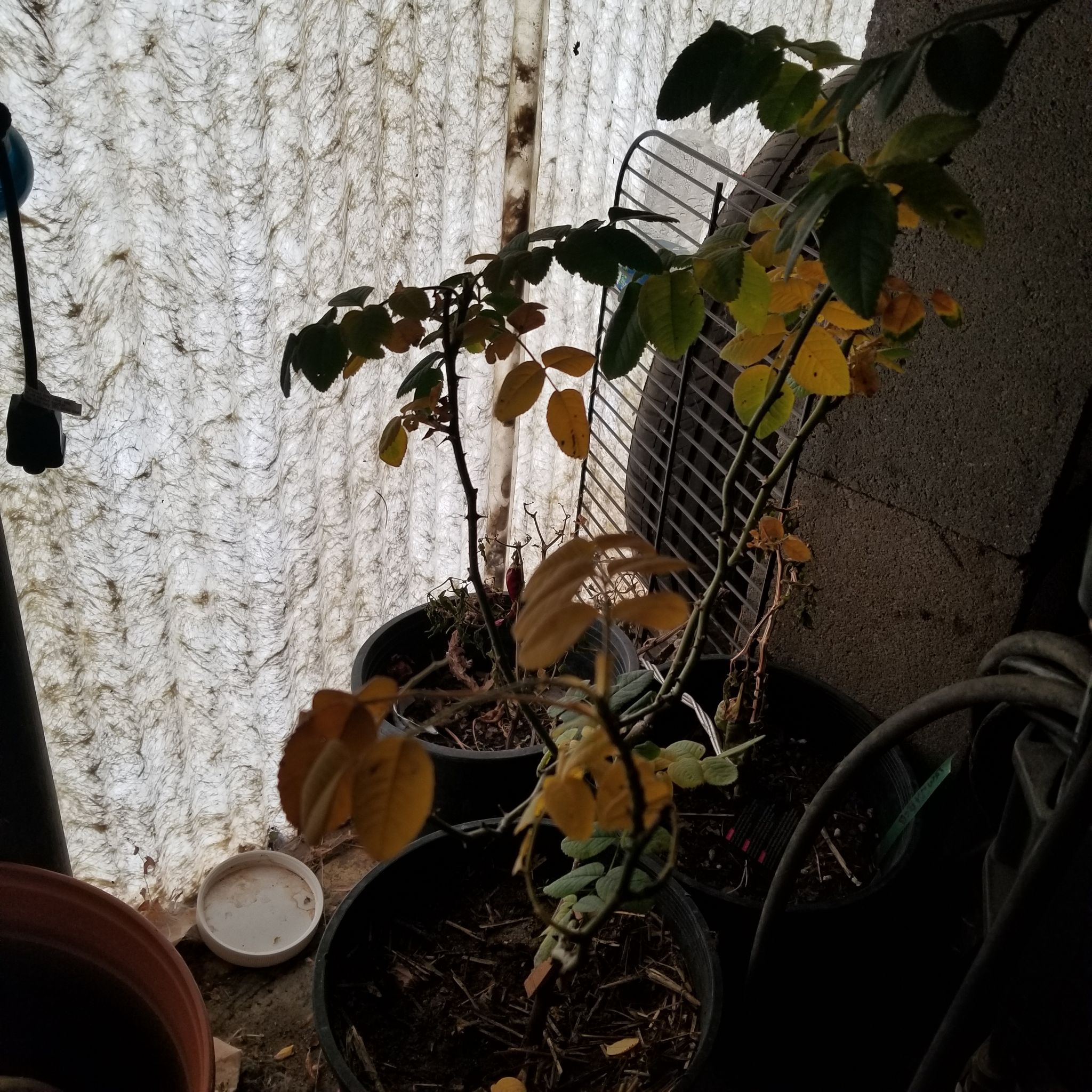 Photo from the post