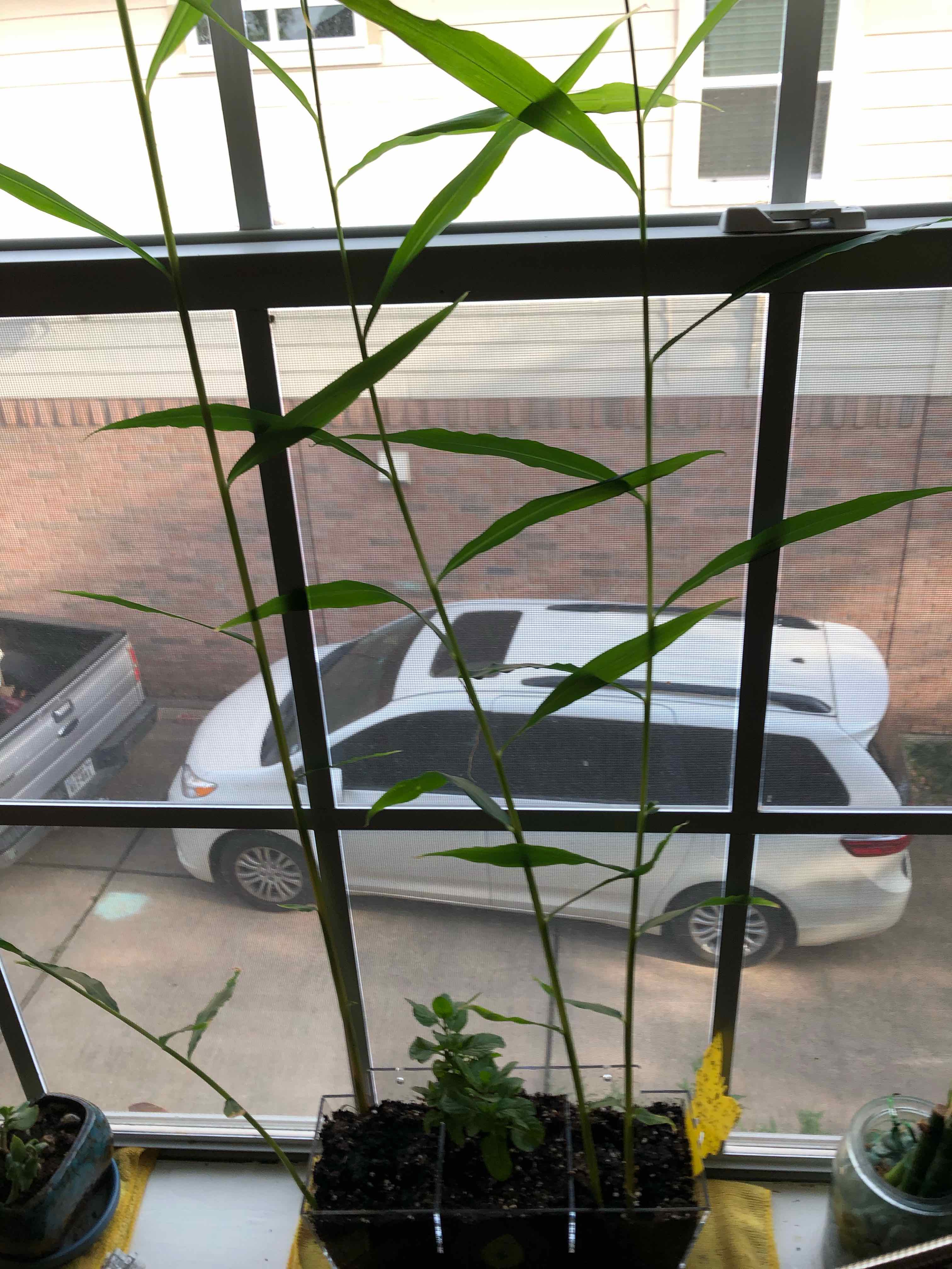 Tall, slender Ginger Root plant with elongated leaves near a window. Soil visible.