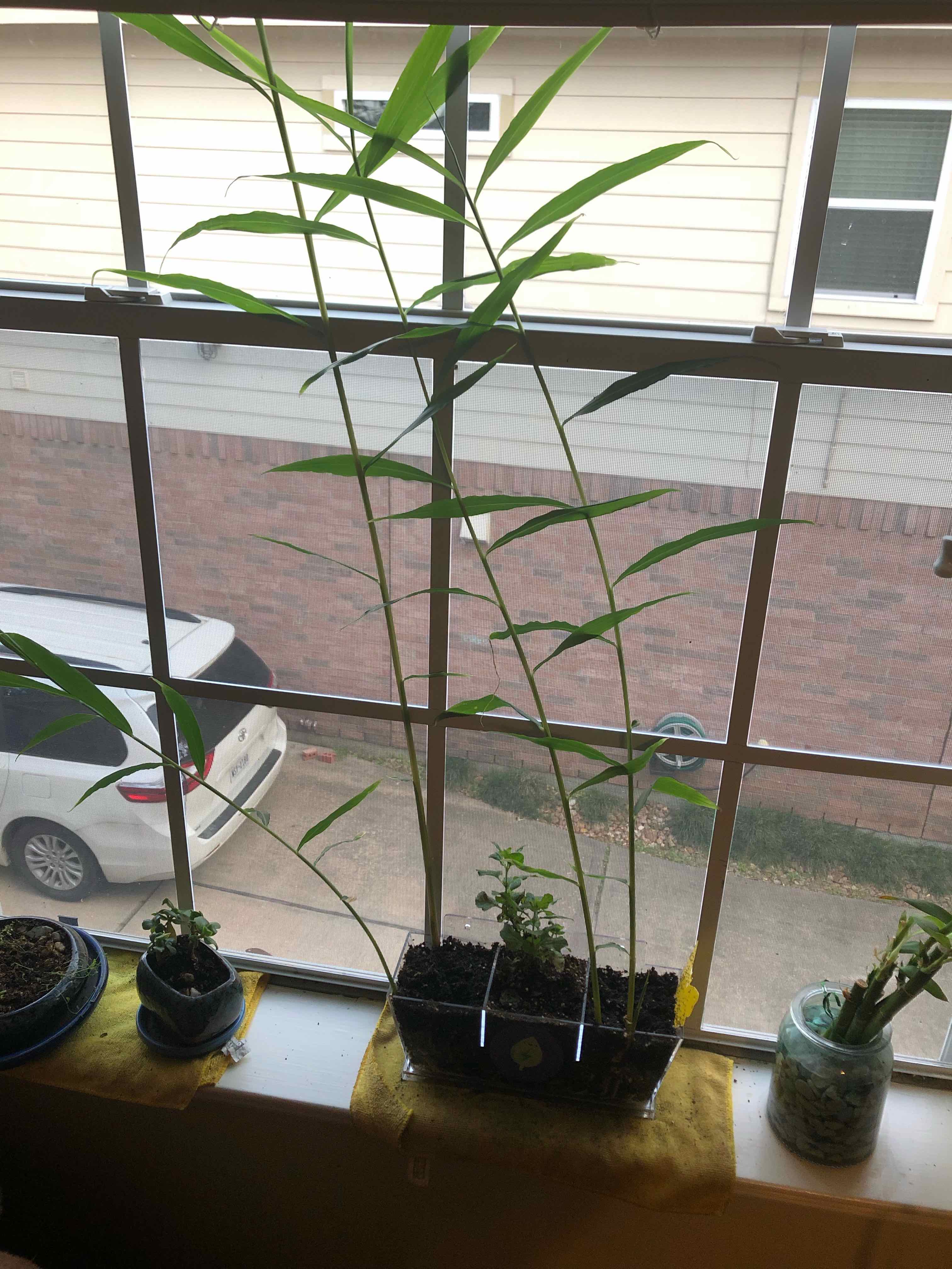 Healthy Ginger Root plant growing in a pot on a windowsill with visible soil.