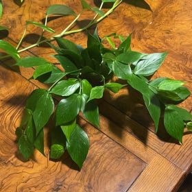 Photo of the plant species Fishtail Hoya by @GroovyMazeplant named Madison on Greg, the plant care app