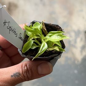 Photo of the plant species Philodendron Spiritus Sancti by @GroovyMazeplant named Naomi on Greg, the plant care app