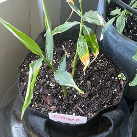 Photo of the plant species Butterfly Ginger by @GroovyMazeplant named Gingah on Greg, the plant care app