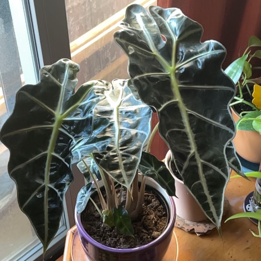 Photo of the plant species Africian Black Mask by @GroovyMazeplant named Alexander on Greg, the plant care app