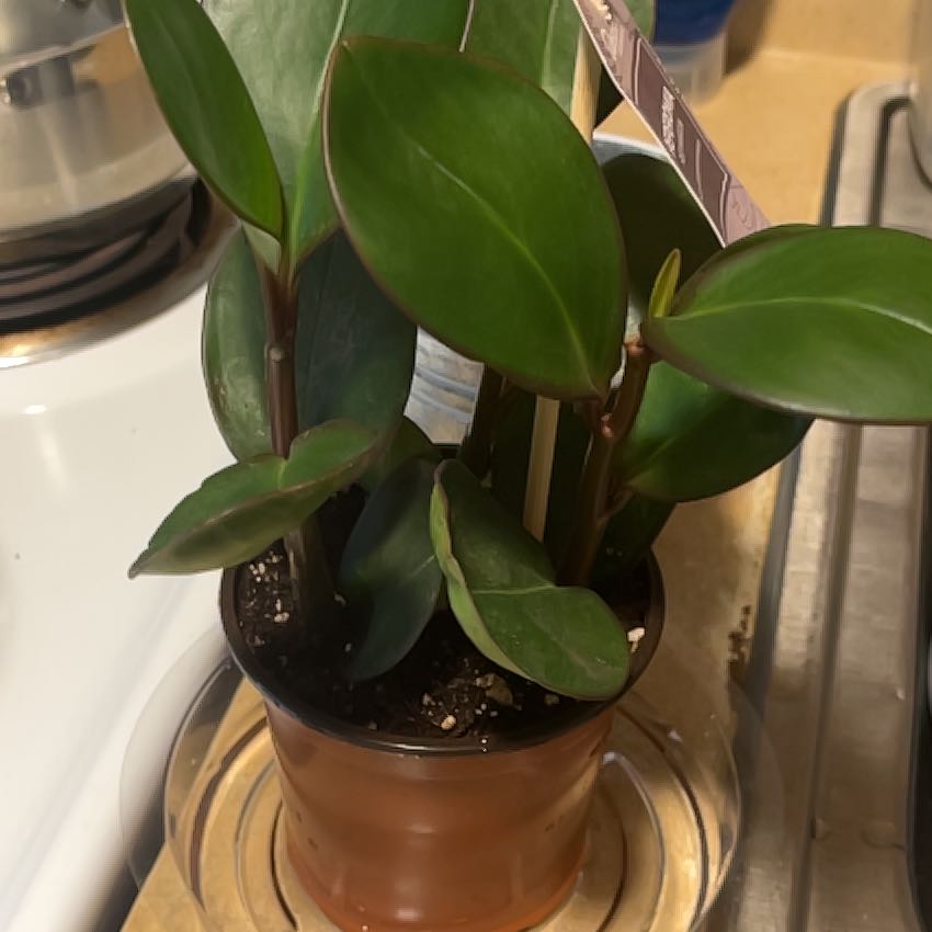 Photo of the plant species Peperomia magnoliifolia by @GroovyMazeplant named Mía on Greg, the plant care app
