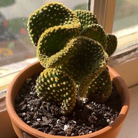 Photo of the plant species Golden Swirl by @HappySnowberry named Kirk Cactus on Greg, the plant care app