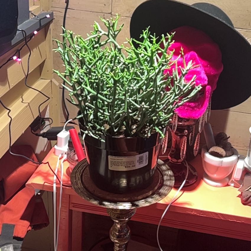 Photo of the plant species Euphorbia 'Briar Patch' by @ReallyKudulily named Castaril on Greg, the plant care app