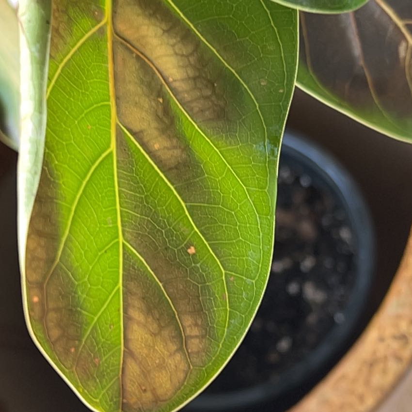Close-up of a Seagrape leaf with dark brown patches and visible soil in the background.
