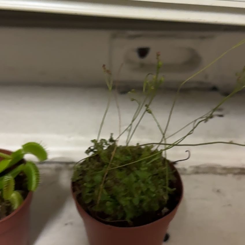Photo of the plant species Tropical Sundew by @SupportiveTaro named Michelle Branch on Greg, the plant care app