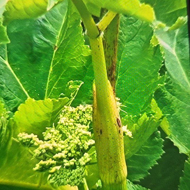 Photo of the plant species Garden Angelica by @BusyLivingrock named Taylor Swift on Greg, the plant care app