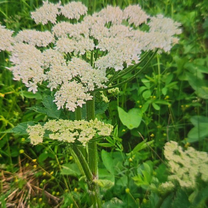 Photo of the plant species Eltrot by @BusyLivingrock named Lola on Greg, the plant care app