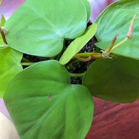 Photo of the plant species cordatum neon by @sourmilkis named doki on Greg, the plant care app