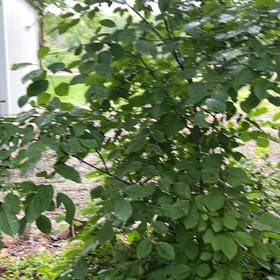 Photo of the plant species Nanking Cherry by @AboundingBeech named Harmony on Greg, the plant care app