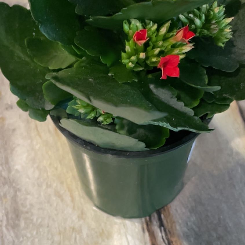 The Complete Kalanchoe blossfeldiana &lsquo;Calandiva Kerinci&rsquo; Plant Care