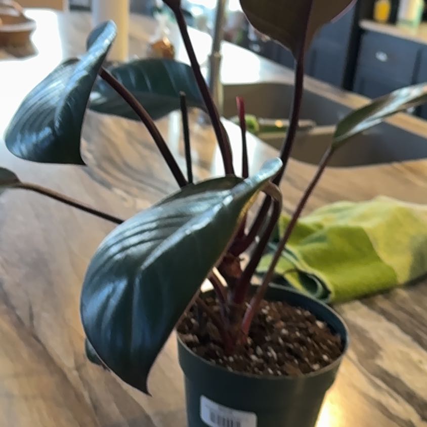 Photo of the plant species Philodendron 'Emerald Red' by @SociableBlueash named Xena on Greg, the plant care app