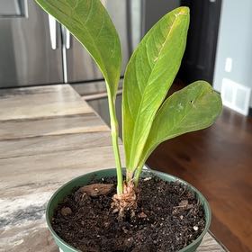 Photo of the plant species Anthurium Cobra by @SociableBlueash named Nithin on Greg, the plant care app