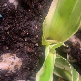 Photo of the plant species Himantoglossum robertianum by @UberGerbera named Rainier on Greg, the plant care app