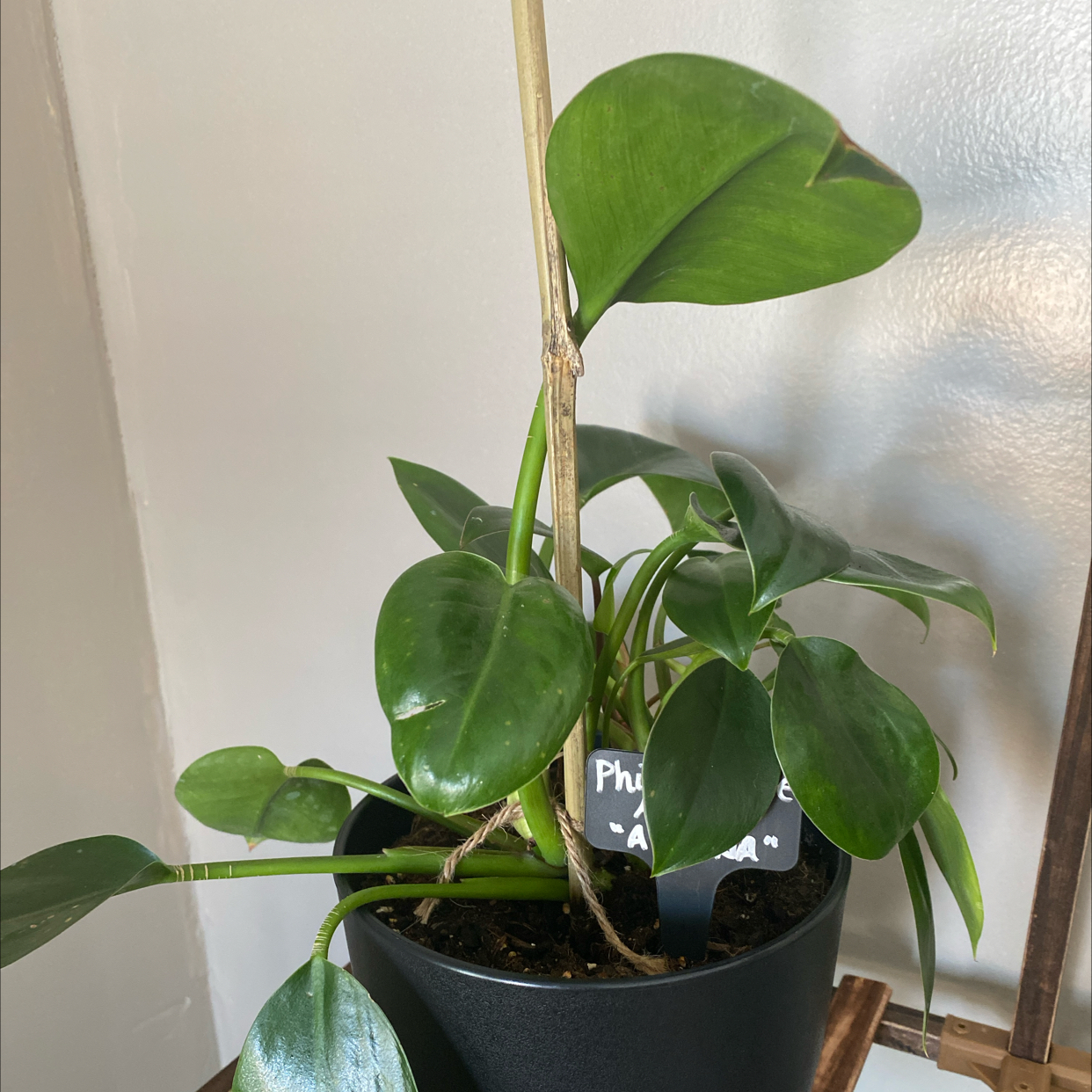 Photo of the plant species Philodendron Little Apple by @ShrewdVeilwort named Athena on Greg, the plant care app