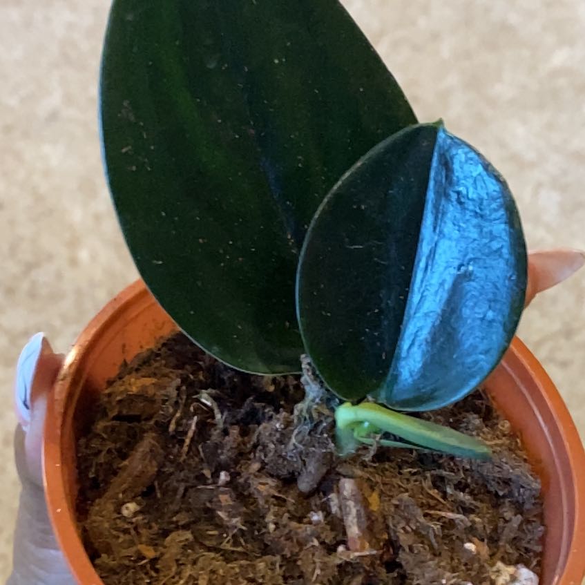 Scindapsus treubii 'Dark Form' plant in a small pot with healthy dark green leaves.
