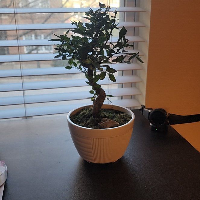 Photo of the plant species Bonsai by @SparklyLacefern named Kenjissimo on Greg, the plant care app