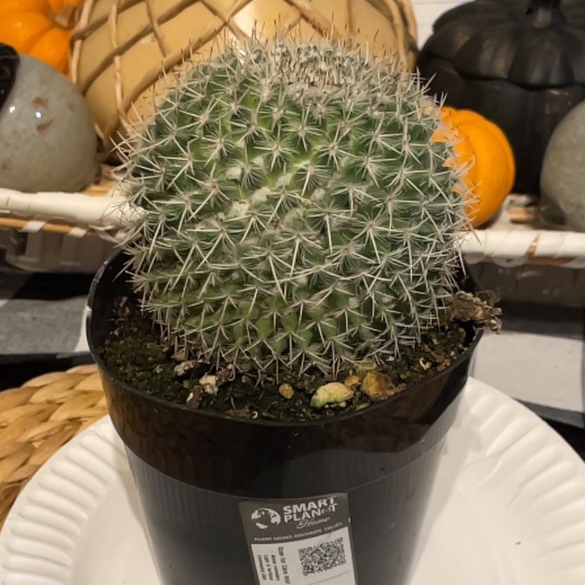 Photo of the plant species Assorted Mammillaria by @JoyousApplemint named Kesha on Greg, the plant care app