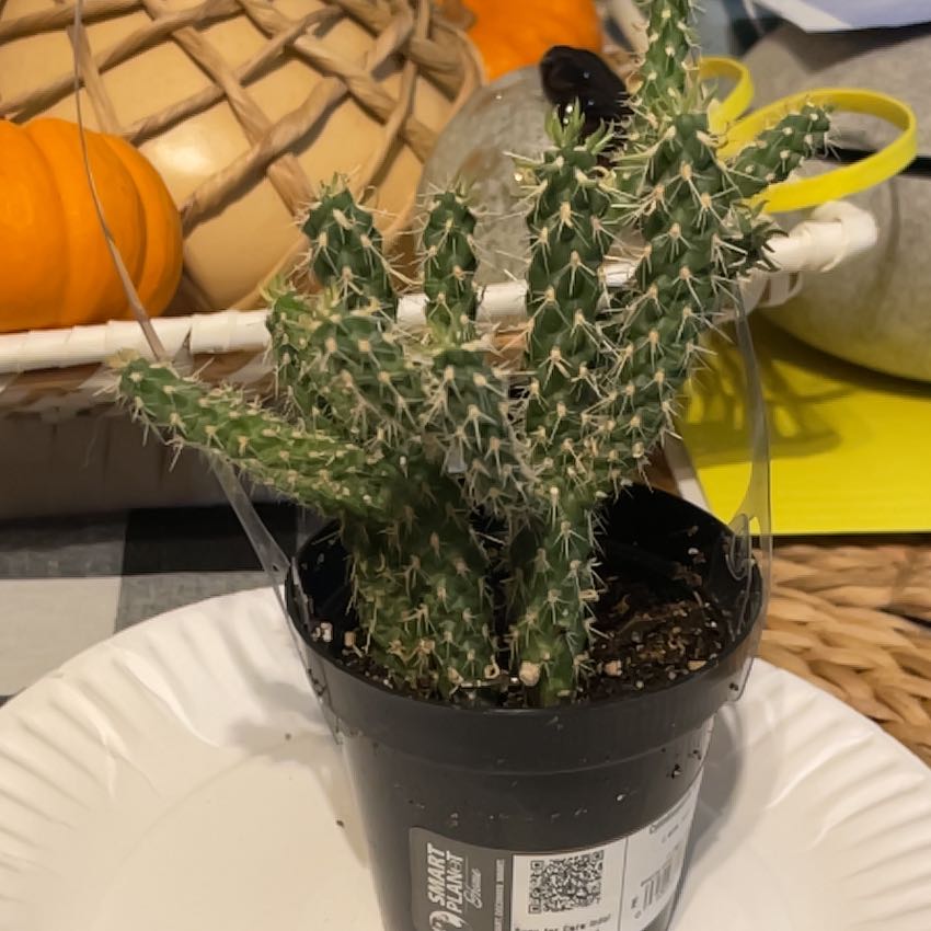 Cane Cholla plant in a black pot on a white plate, with household items in the background.