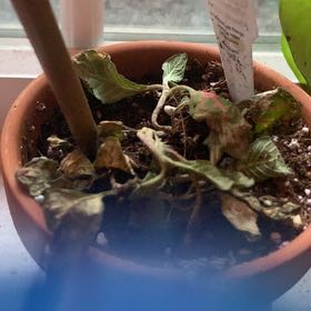Photo of the plant species Fittonia Grey Sensation by @DotingFicusruby named 9 on Greg, the plant care app