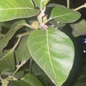 Photo of the plant species Earleaf Nightshade by @TransparentRose named Apollo on Greg, the plant care app