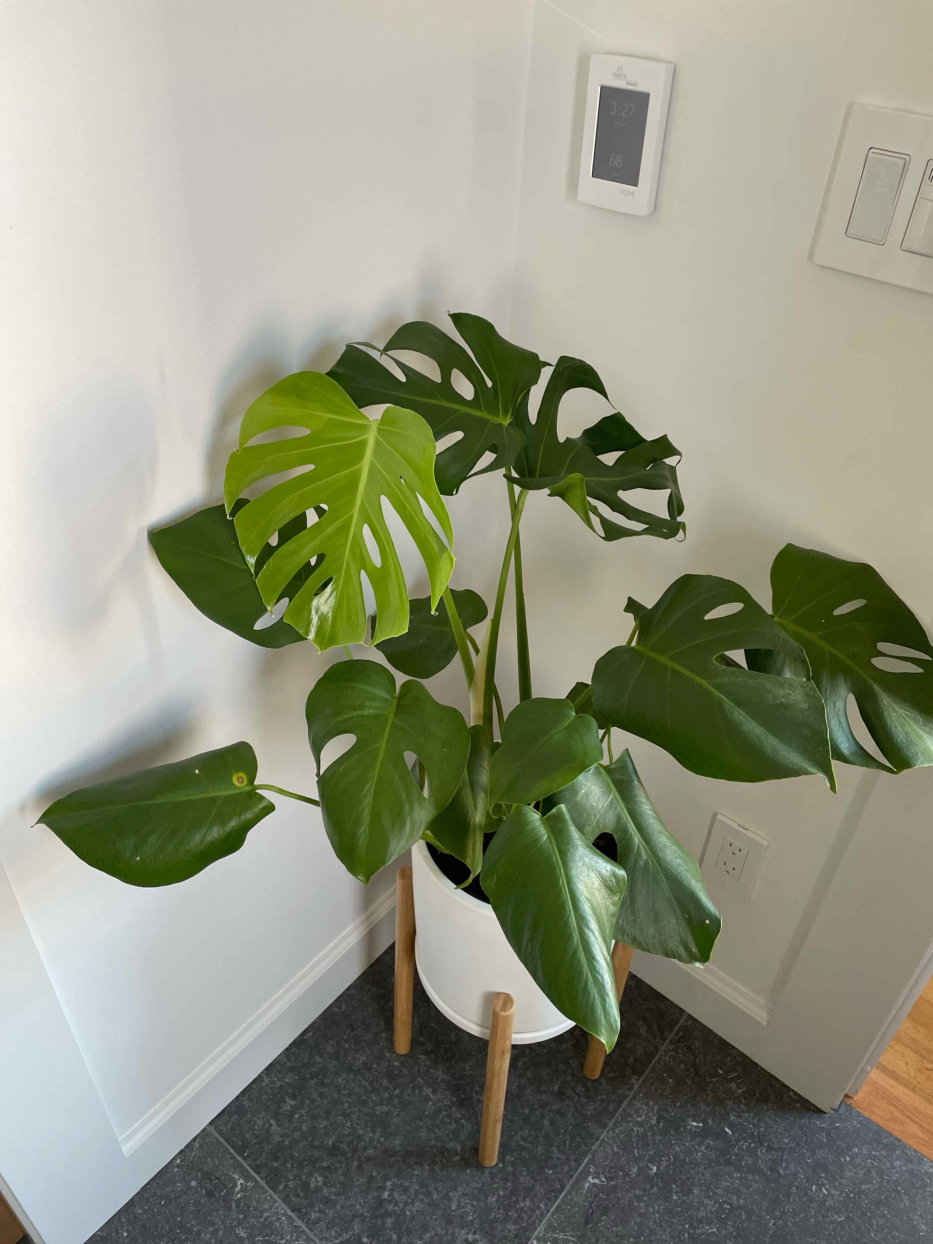 When is the Best Time to Repot Monstera: Expert Tips & Advice