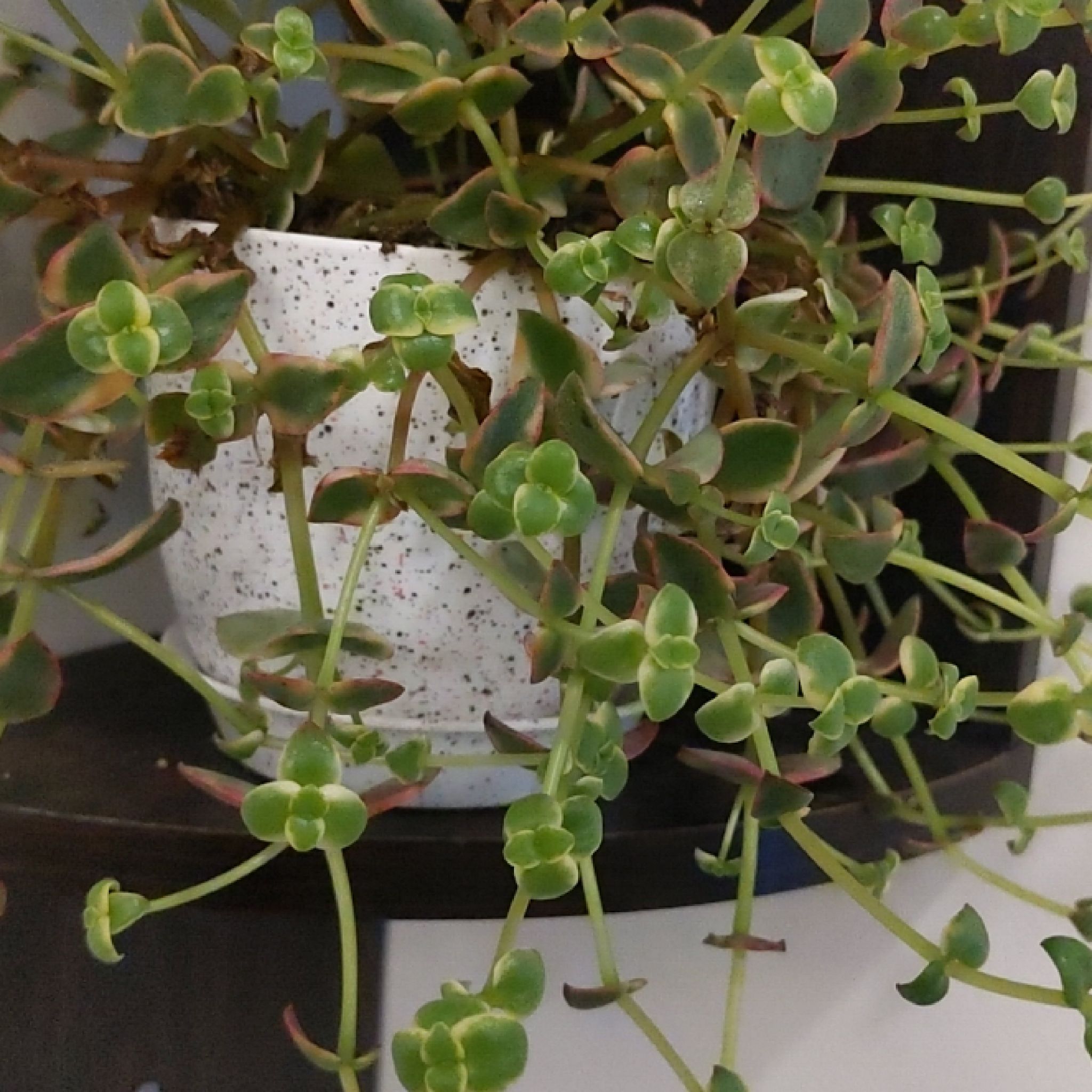 Potted Calico Kitten plant with green and reddish succulent leaves.
