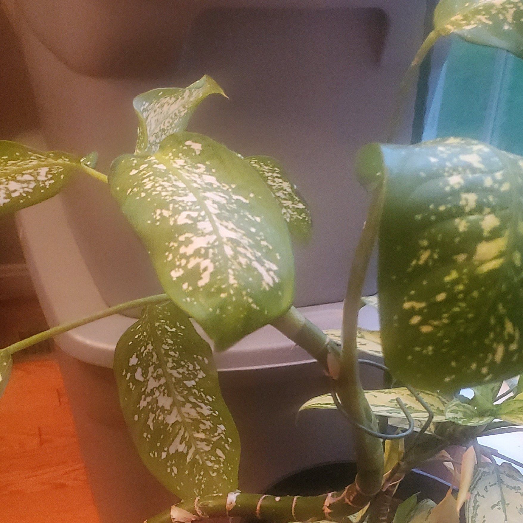 Dumb Cane plant with green leaves featuring white speckles, indoors.
