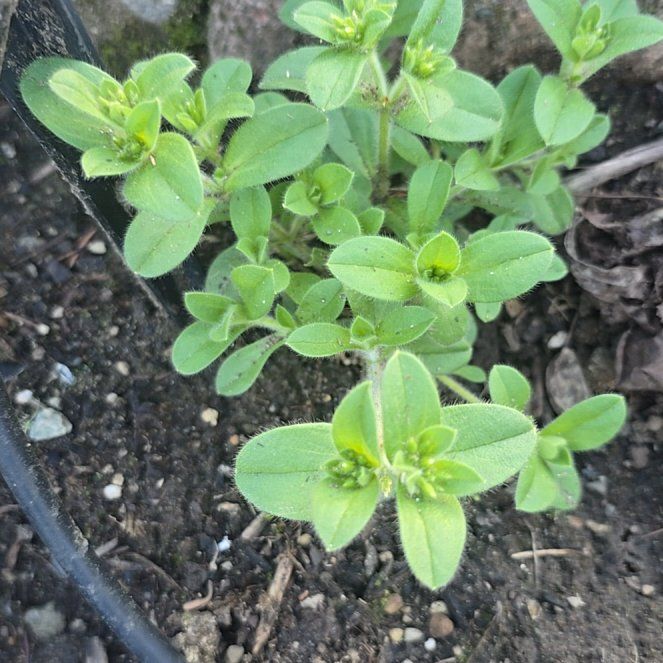 Photo of the plant species Sticky Chickweed by @RootedWoodfern named Tree Diddy on Greg, the plant care app