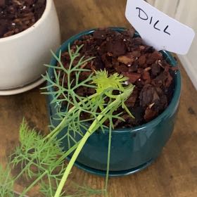 Photo of the plant species Dill by @PrimoAnise named Death Valley on Greg, the plant care app